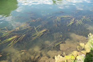 Vegetaux aquatiques à Champigny